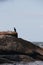 Huge waterbird on the rocks on the shore of the sea