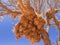 Huge weaver bird nest in Namibia, Africa