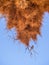 Huge weaver bird nest in Namibia, Africa