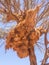 Huge weaver bird nest in Namibia, Africa