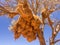 Huge weaver bird nest in Namibia, Africa