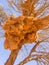 Huge weaver bird nest in Namibia, Africa