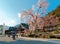 A huge weeping cherry tree Sakura with giant branches of flourishing blossoms by the traditional Japanese architectures