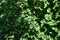 Huge Western Poison Oak Bush For Plant Identification High Quality