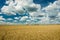 Huge wheat field, horizon and white clouds on sky - rural view