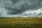 Huge wheat field and storm clouds in the sky