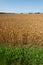 Huge wheat field in summer..