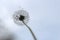 Huge White Flower Against the Sky