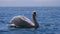 Huge White Swan Swims in a Clear Mountain Lake with Crystal Clear Blue Water. Switzerland