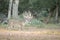 Huge whitetail buck searching for doe