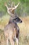 Huge whitetail bucking prairie grass