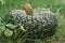 Huge and wide green marina di chioggia pumpkin lying on ground next to grape vine. Ripe dark green pumpkin in garden.