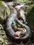 Huge wild Boa constrictor