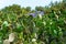 Huge wild cactus bushes field