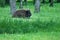 Huge wilde Polish bison zubr in Polish forest.