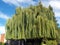 Huge willow tree