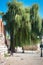 A huge Willow tree