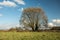 Huge willow tree with dry leaves growing on a green meadow