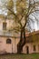 Huge willow tree with fantastic branches growing on backyard of the abandoned Catholic church of the Ascension on Subaciaus street