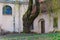 Huge willow tree with fantastic branches growing on backyard of the abandoned Catholic church of the Ascension on Subaciaus street