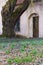 Huge willow tree with fantastic branches growing on backyard of the abandoned Catholic church of the Ascension on Subaciaus street