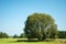 Huge willow tree growing on a green meadow