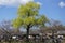 Huge willow tree in Kyoto