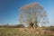 Huge willow tree without leaves on a meadow and blue sky