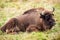 A huge wisent lies in the pasture.