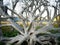 A huge wood with magnificent branches.