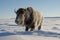 A huge woolly rhinoceros plodding through a snowcovered tundra its massive horns glinting in the winter sun.. AI