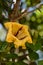 Huge yellow blossom of Solandra Maxima or  Hawaiian lily,