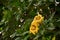 Huge yellow blossom of Solandra Maxima or  Hawaiian lily,