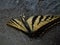 Huge yellow butterfly macro detail
