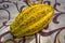 Huge yellow cocoa pod on a floral background. Tropical fruit, just hand picked, cocoa beans for dark chocolate