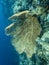 Huge Yellow Gorgonian Fan Coral in blue underwater image