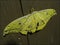 Huge yellow Japanese silk moth