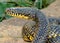 A huge yellow Speckled Kingsnake (King Snake)