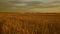 Huge yellow wheat field in the beautiful golden rays of sunset.Beautiful sunset with the countryside over a field of