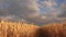 Huge yellow wheat floor in idyllic nature in golden rays of sunset. Beautiful stormy sky with clouds in countryside over