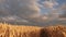 Huge yellow wheat floor in idyllic nature in golden rays of sunset. Beautiful stormy sky with clouds in countryside over