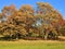 Huge yellowish trees in a park