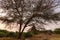 The huge ziziphus tree with Buddhist temple in Bagan, Myanmar