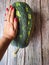 Huge zucchini, woman`s hand to use as a comparison on a wooden table,