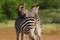 Hugging couple of zebras in Kruger National park. Autumn in South Africa.