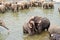 Hugging elefants in the river