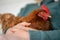 hugging a Pasture raised poultry on a regenerative agriculture farm. With hens and chooks