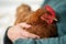 hugging a Pasture raised poultry on a regenerative agriculture farm. With hens and chooks