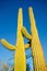 Hugging Saguaro Cacti, Tucson, AZ