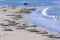 Hugging young male Sea lions at the sandy beach relax